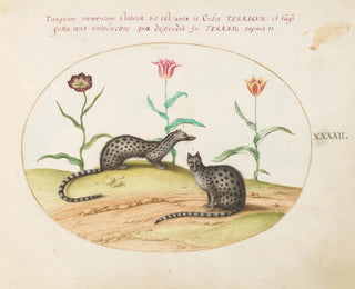 Two genets or civets with tulips - Joris Hoefnagel — artwork view