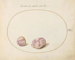 Two Heads of Cabbage - Joris Hoefnagel — artwork view