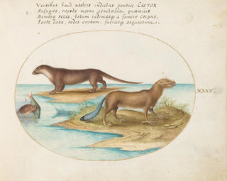 Two otters and a beaver - Joris Hoefnagel — artwork view