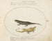 Two Sand Lizards - Joris Hoefnagel — artwork view