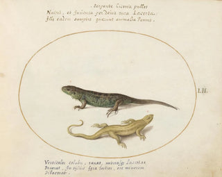 Two Sand Lizards - Joris Hoefnagel — artwork view