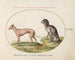 Two Spotted Dogs - Joris Hoefnagel — artwork view