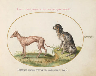 Two Spotted Dogs - Joris Hoefnagel — artwork view