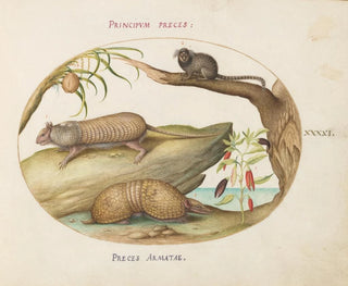 Two types of armadillos with a marmoset, a coconut tree, and a pepper mill - Joris Hoefnagel — artwork view