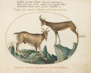 Two Wild Goats - Joris Hoefnagel — artwork view