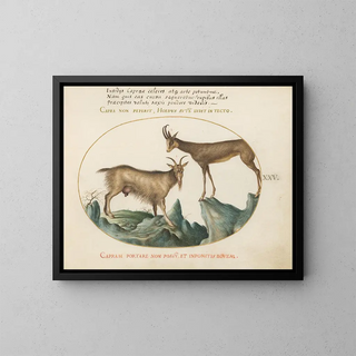 Two Wild Goats - Joris Hoefnagel — framed artwork on a wall