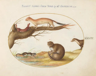 Ferrets, a ferret and a nut mouse - Joris Hoefnagel — artwork view