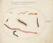 Earthworm, Millipede, and Other Elongated Creatures - Joris Hoefnagel — artwork view