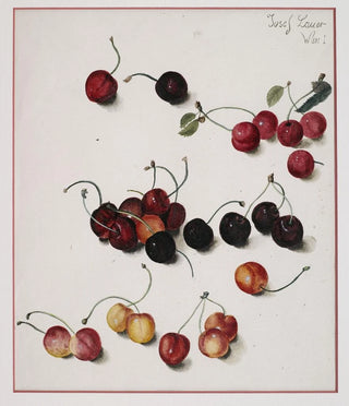 Josef Lauer - Kirschen.webp