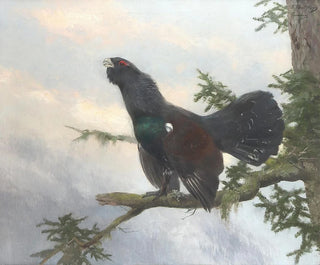 Tétrao urogallo - Josef Schmitzberger — artwork view