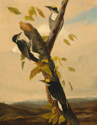 Joseph Bartholomew Kidd - BlackBacked ThreeToed Woodpecker.webp