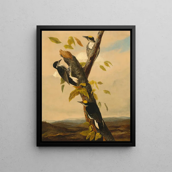Pic tridactyle à dos noir - Joseph Bartholomew Kidd — framed artwork on a wall