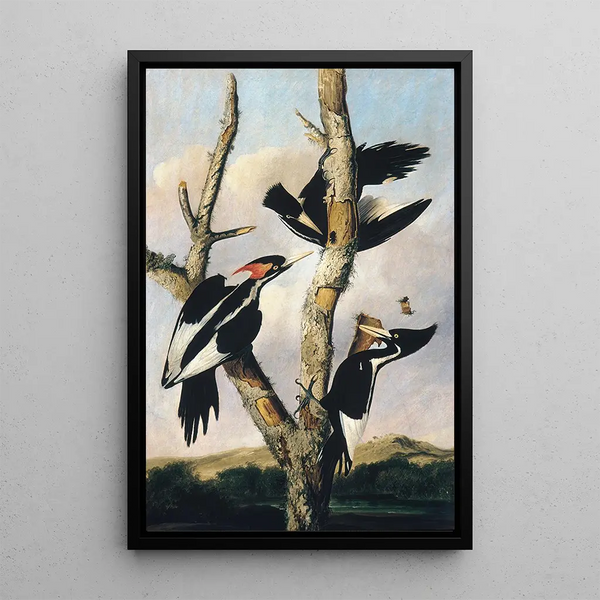 Ivory Beak Pictures - Joseph Bartholomew Kidd — framed artwork on a wall