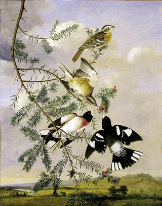 Joseph Bartholomew Kidd - RoseBreasted Grosbeak.webp