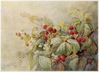 Red Raspberries Painting - Joseph Kallaus — artwork view