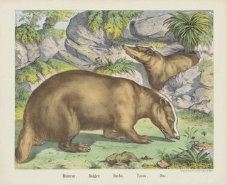 Blaireau - Joseph Scholz — artwork view