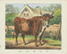Cow - Joseph Scholz — artwork view