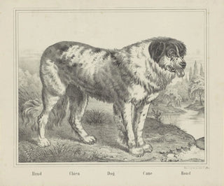 Dog - Joseph Scholz — artwork view