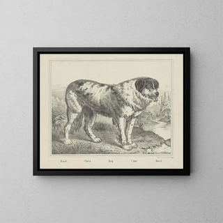 Dog - Joseph Scholz — framed artwork on a wall
