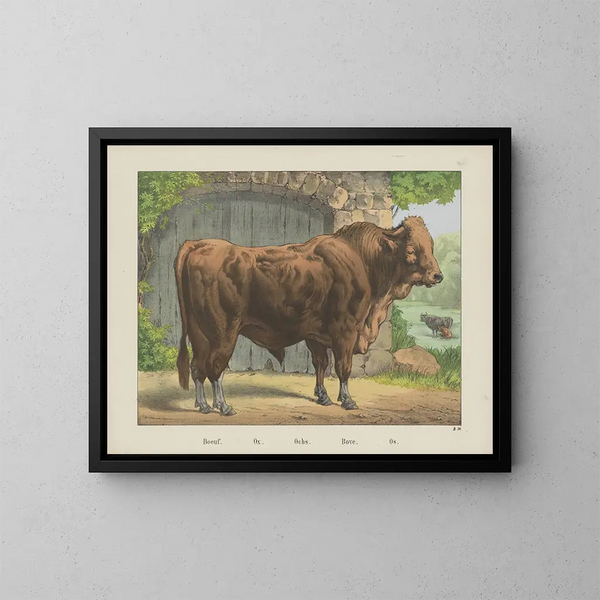 Bœuf - Joseph Scholz — framed artwork on a wall