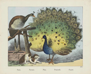 Peacock - Joseph Scholz — artwork view
