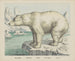 Polar Bear - Joseph Scholz — artwork view