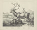 Reindeer - Joseph Scholz — artwork view