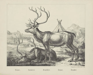 Reindeer - Joseph Scholz — artwork view
