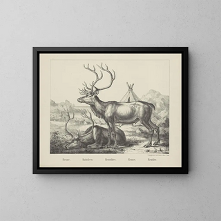 Reindeer - Joseph Scholz — framed artwork on a wall