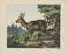 Roe - Joseph Scholz — artwork view