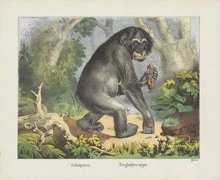 Chimpanzee - Joseph Scholz — artwork view