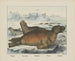 Sea Dog - Joseph Scholz — artwork view