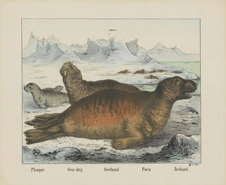 Sea Dog - Joseph Scholz — artwork view