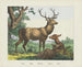 Deer - Joseph Scholz — artwork view
