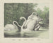 Swans - Joseph Scholz — artwork view