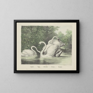 Swans - Joseph Scholz — framed artwork on a wall