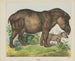 Tapir - Joseph Scholz — artwork view