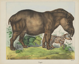 Tapir - Joseph Scholz — artwork view