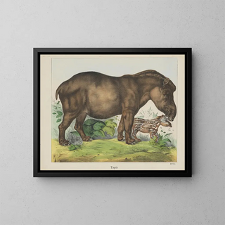 Tapir - Joseph Scholz — framed artwork on a wall