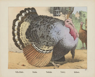 Turkey - Joseph Scholz — artwork view
