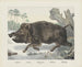 Wild Boar - Joseph Scholz — artwork view