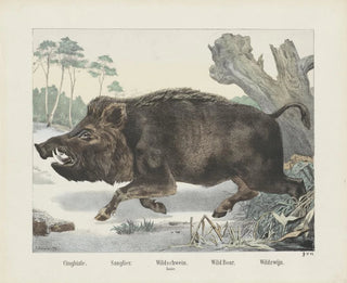Wild Boar - Joseph Scholz — artwork view