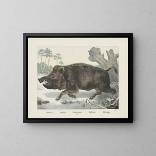 Wild Boar - Joseph Scholz — framed artwork on a wall