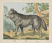 Wolf - Joseph Scholz — artwork view