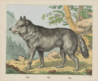 Wolf - Joseph Scholz — artwork view
