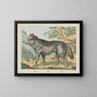 Wolf - Joseph Scholz — framed artwork on a wall