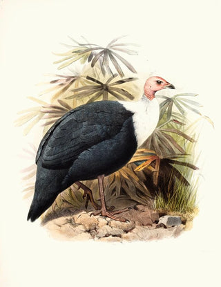 Joseph Smit - Agelastes meleagrides.webp