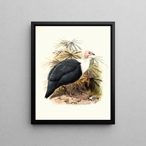 Agelastes meleagrides - Joseph Smit — framed artwork on a wall