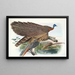 Argus Grayi - Joseph Smit — framed artwork on a wall