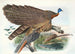 Argus Grayi - Joseph Smit — artwork view